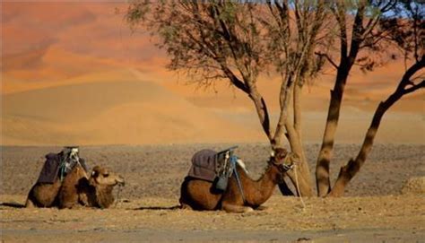 Gambar Gurun Sahara